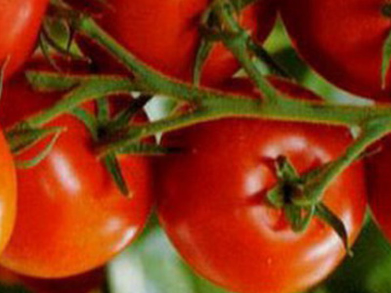 An excellent harvest can be grown through the selection of varieties Tomatoes are the secrets of successful cultivation, planting and care.
