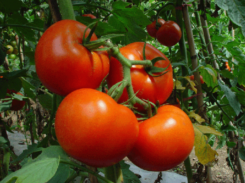 Seedling tomato Tomatoes in the greenhouse.
