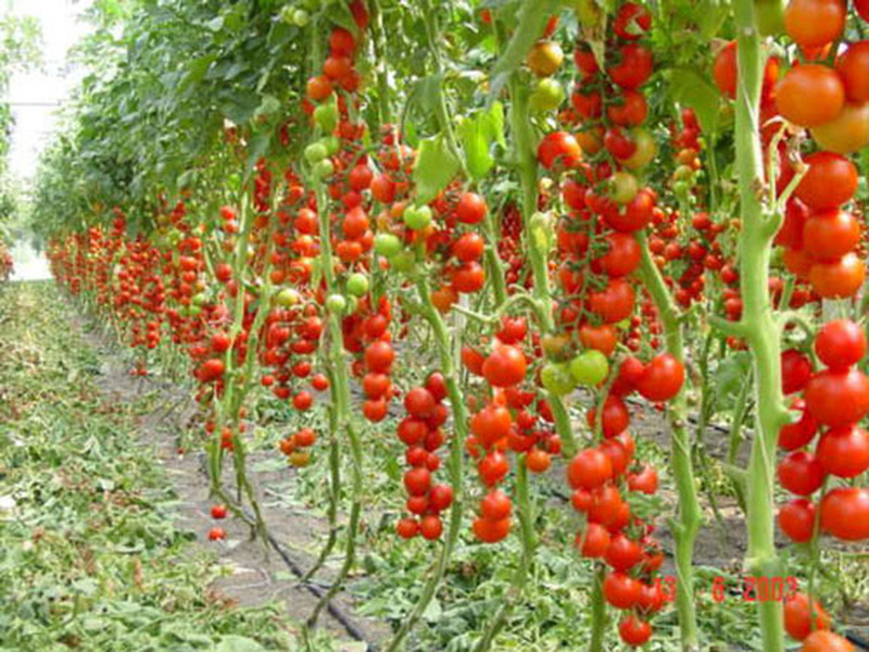 How to grow a good harvest of tomatoes Rules for growing tomatoes
