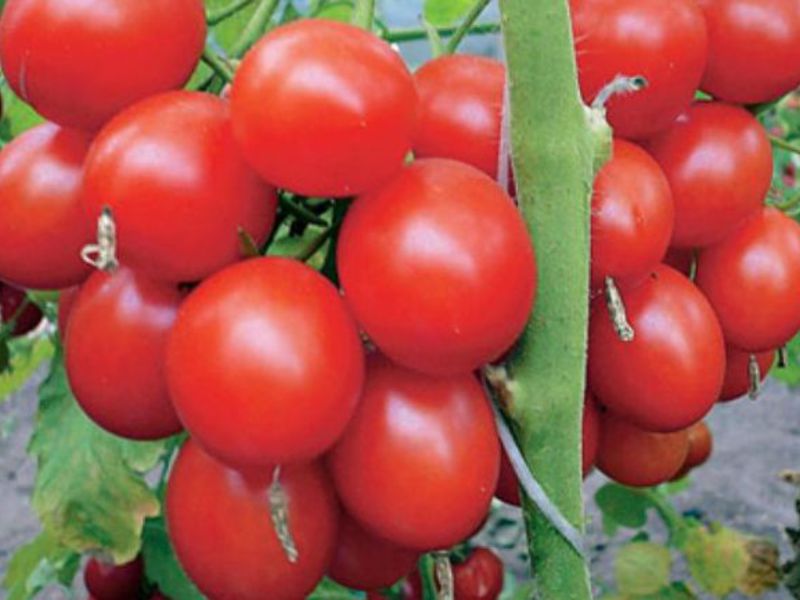 The best varieties of tomatoes Tomato bear paw