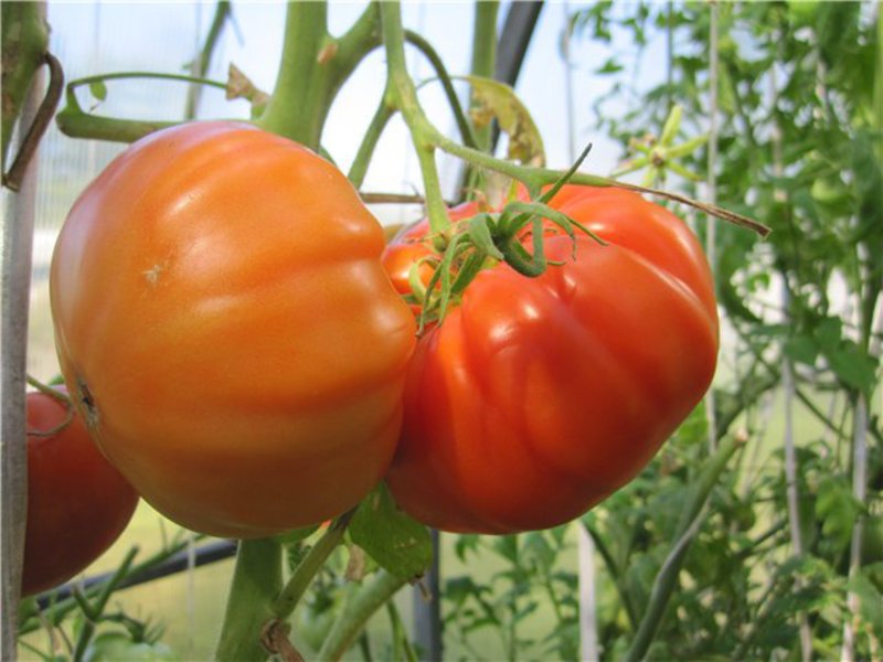 Tomato variety Tomatoes are the secrets of successful cultivation, planting and care.