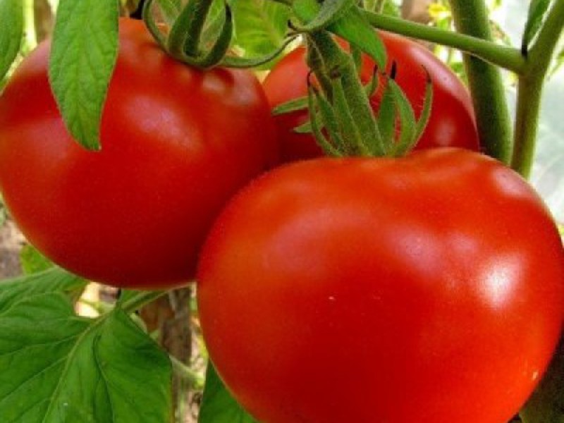 How to get the best tomato varieties The best varieties of tomatoes
