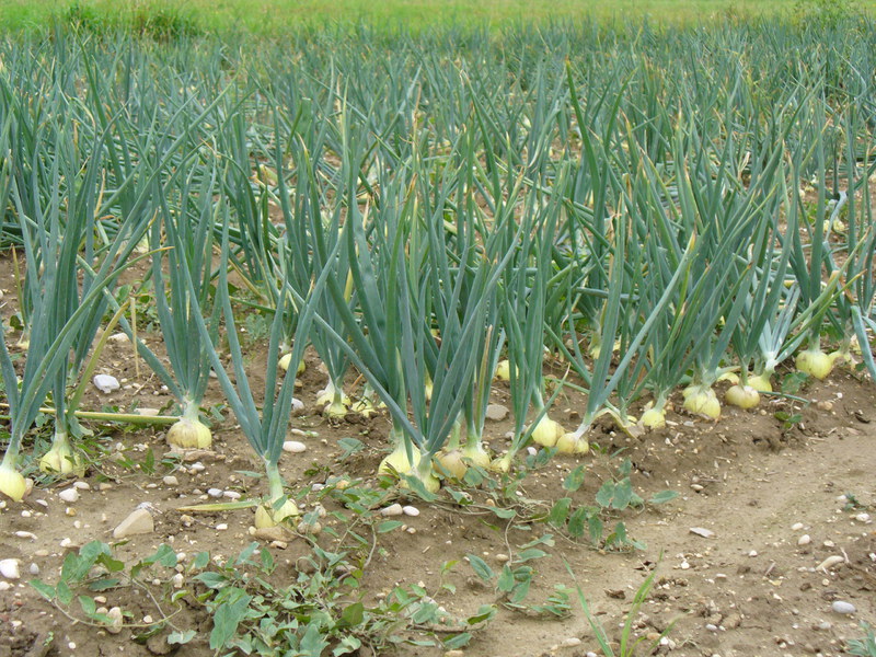 How to plant onions When to plant onions