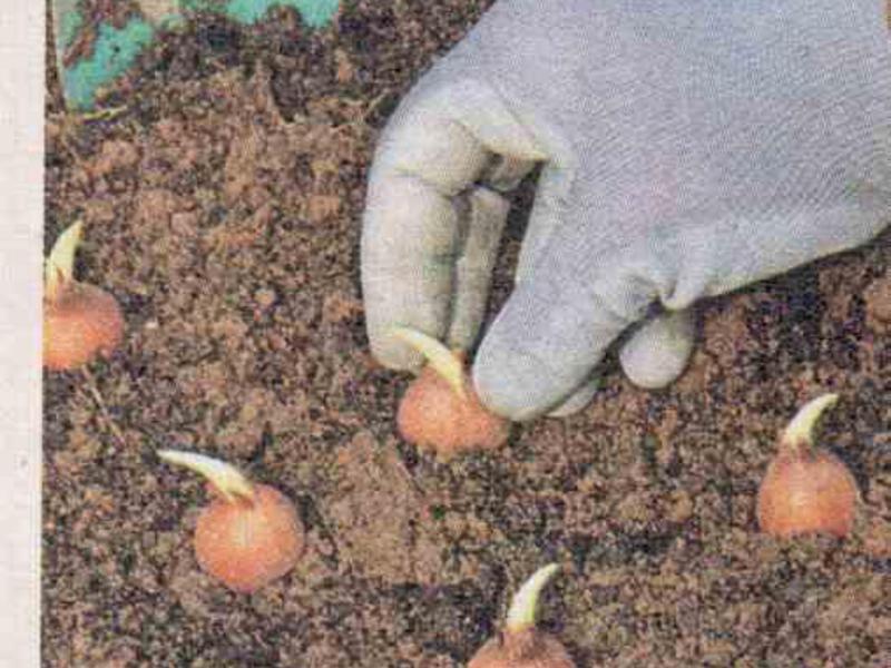 Onion planting rules Planting onions