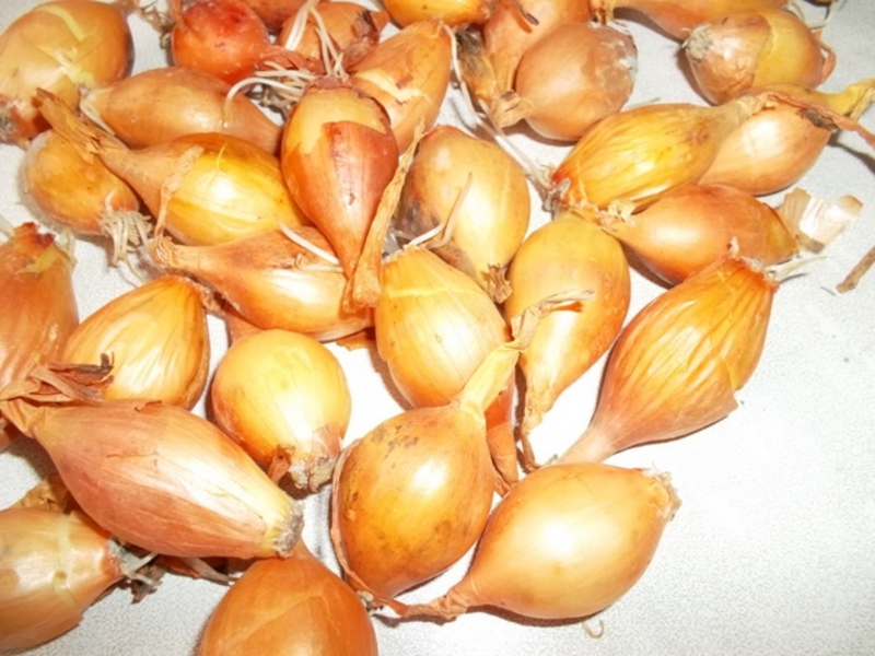 Harvest onion sets How to get a good harvest of onions