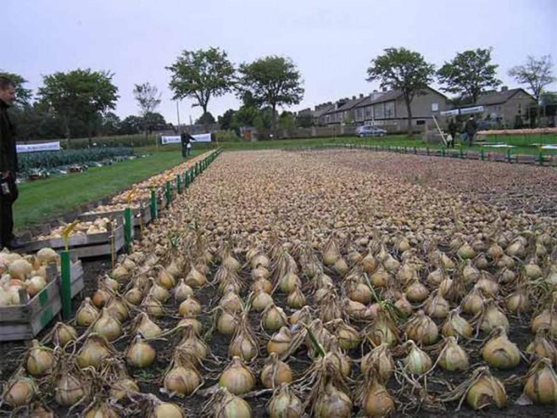 How to get a good harvest of onions Harvest onion sets