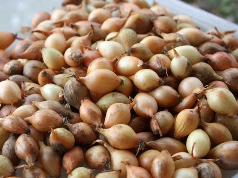 The best varieties of onions Onion variety set