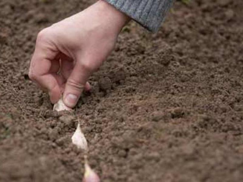 Planting rules and onion sets How and when to plant onion sets