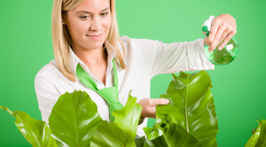 Tips from experienced flower growers for the correct maintenance of indoor plants