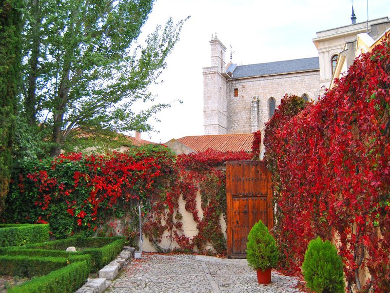 How wild grapes are used in landscaping The popularity of maiden grapes in landscape design