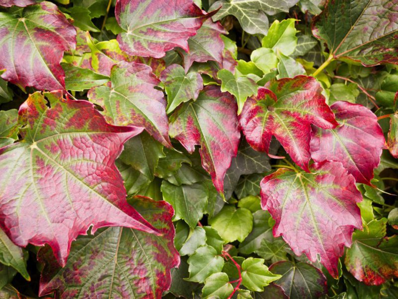 What are the characteristics of tri-pointed wild Vicha grapes Features of the color of the girl's grape Vic