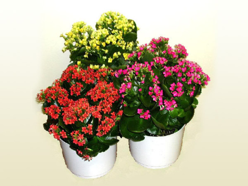Kalanchoe care. Kalanchoe Kalandiva blooming.