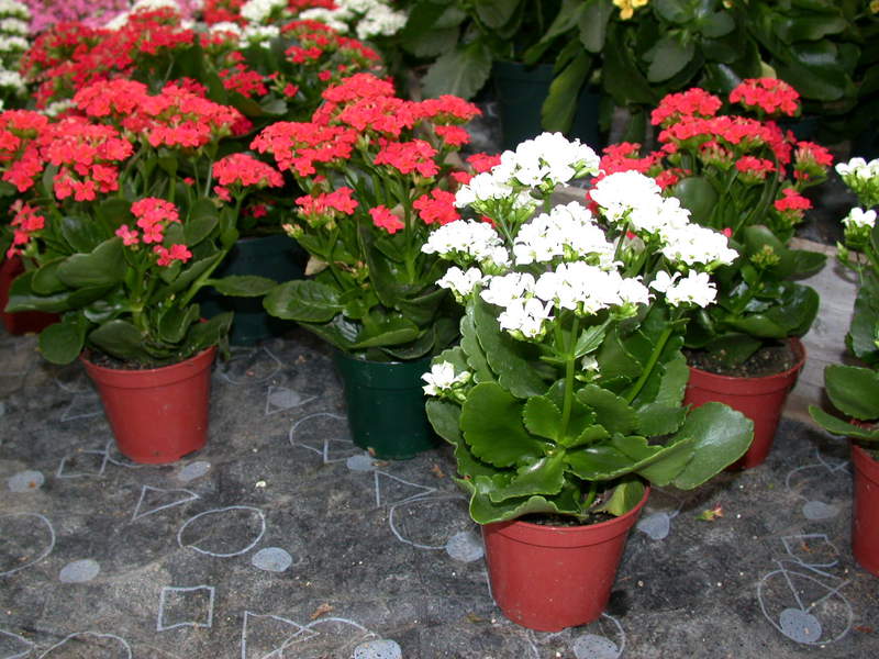 Indoor flowers Diseases and pests of the Kalanchoe flower
