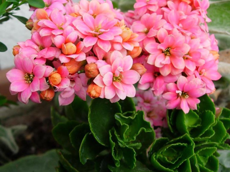 Indoor flowers Kalanchoe care. Several types of Kalanchoe are grown indoors.
