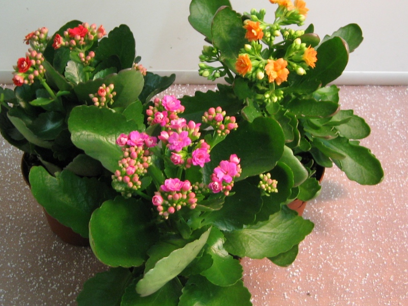 Kalanchoe home care Kalanchoe flower pests
