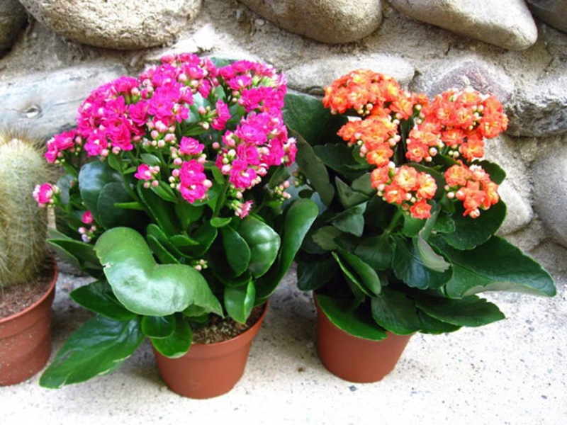 How to grow Kalanchoe Kalanchoe disease