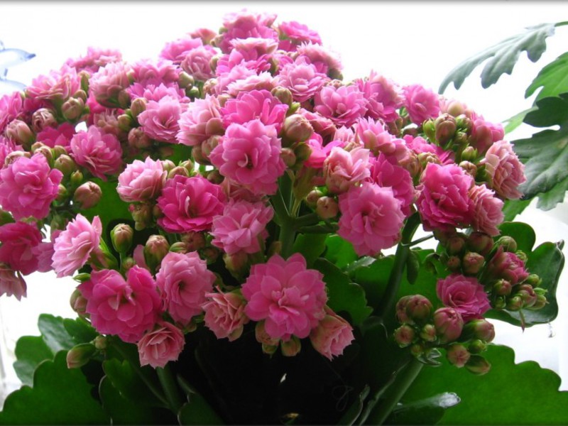 Kalanchoe care. Features of flowering Kalanchoe