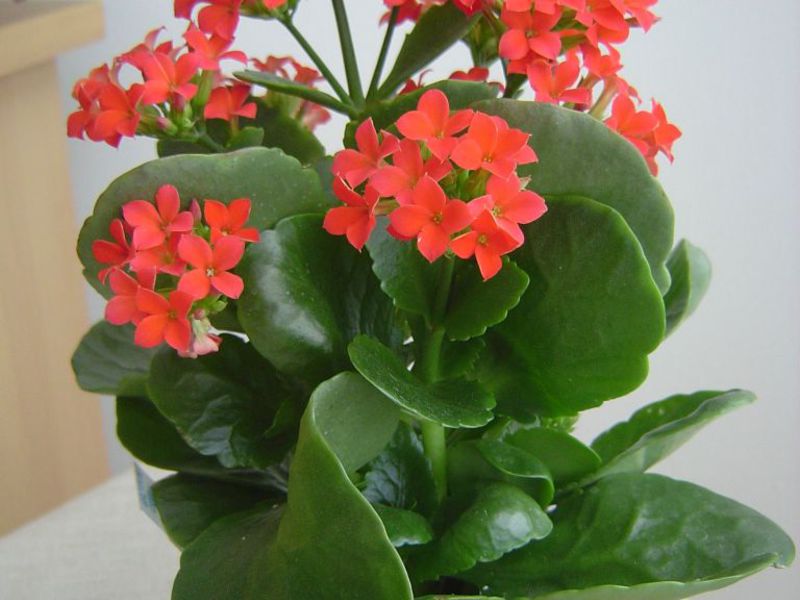 Kalanchoe home care Beautiful Kalanchoe flower