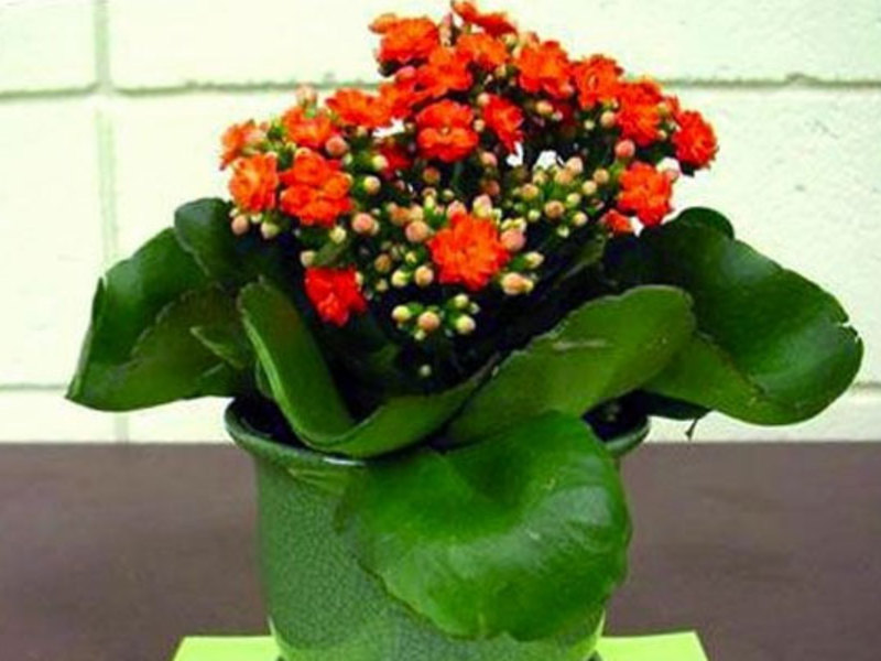 Kalanchoe home care How to care for Kalanchoe