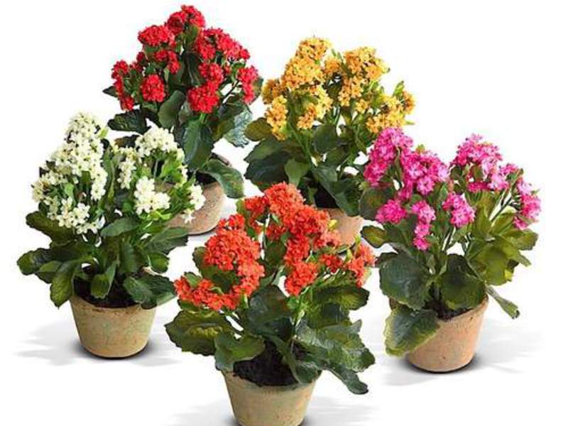 Kalanchoe will bloom after proper pruning Several types of Kalanchoe are grown indoors.