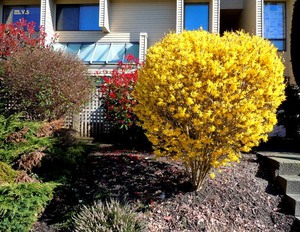 How to plant forsythia