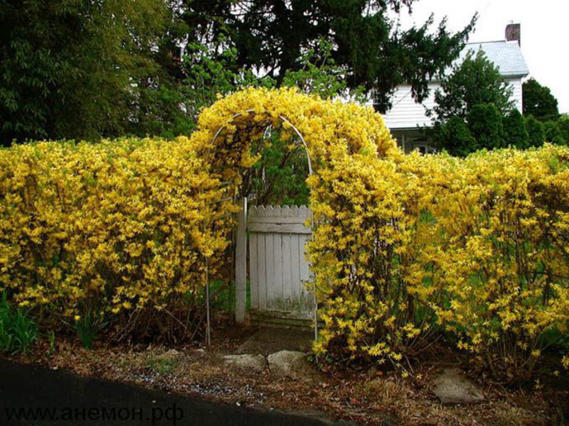 Forsythia growing