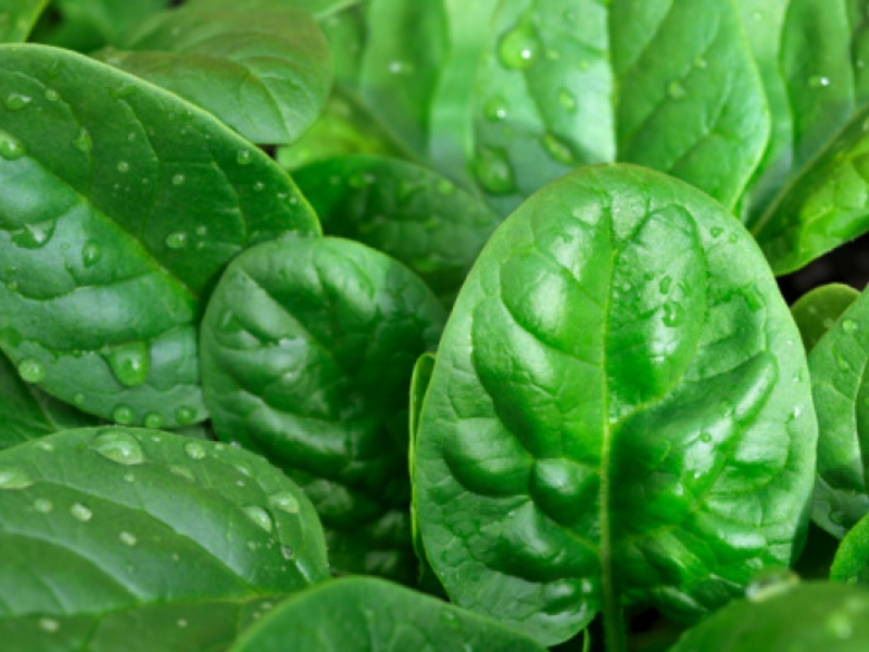 How to grow spinach in the garden Spinach juice