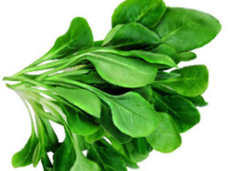 Growing spinach Spinach and harm from it