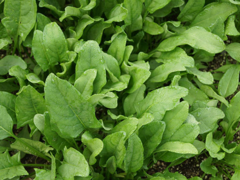 How spinach grows Is spinach harmful?