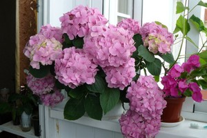 How to care for hydrangea