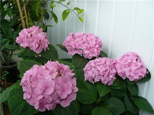 Air humidity for hydrangea