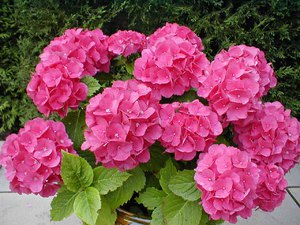 What conditions does hydrangea like?