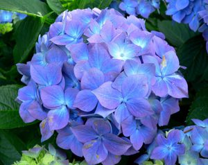 How to transplant hydrangea
