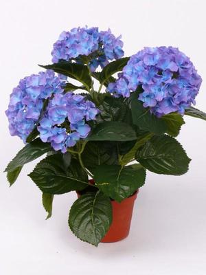 Hydrangea care at home