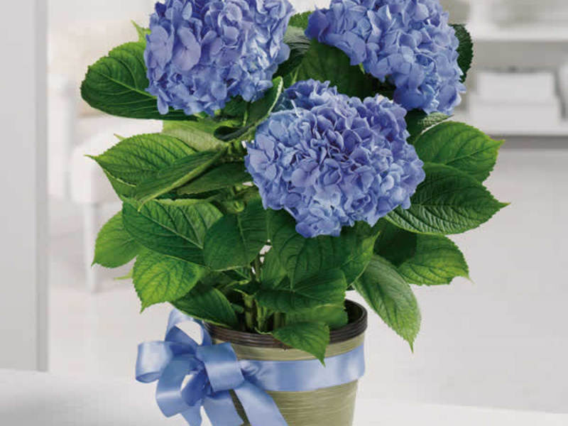Garden hydrangea