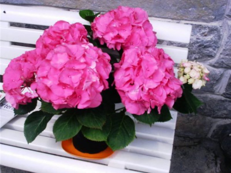 Hydrangea care at home