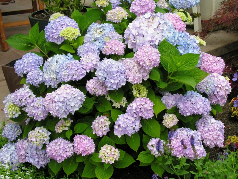 Hydrangea flowers