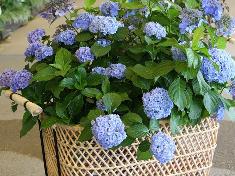 How to care for hydrangea