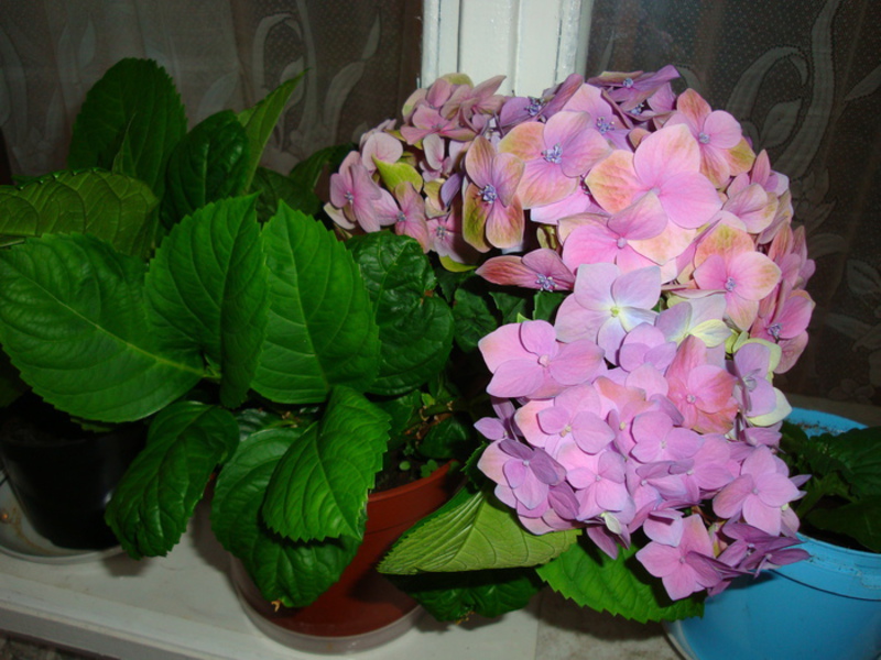 Hydrangea variety