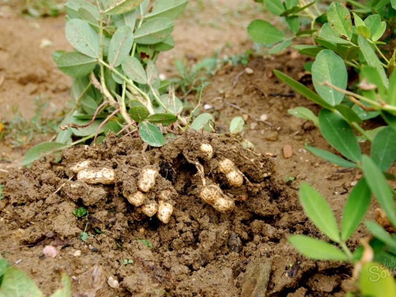 How peanuts grow Peanut care features