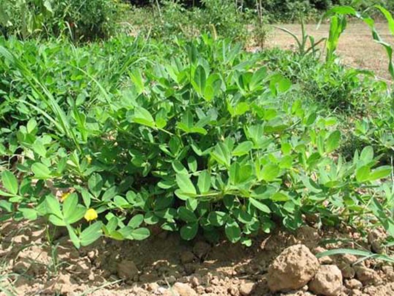 Peanut tops Peanuts originally began to grow in South America