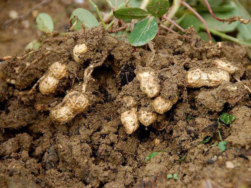 How to care for peanuts Where peanuts grow