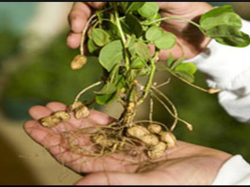 Why are peanuts useful? Growing peanuts