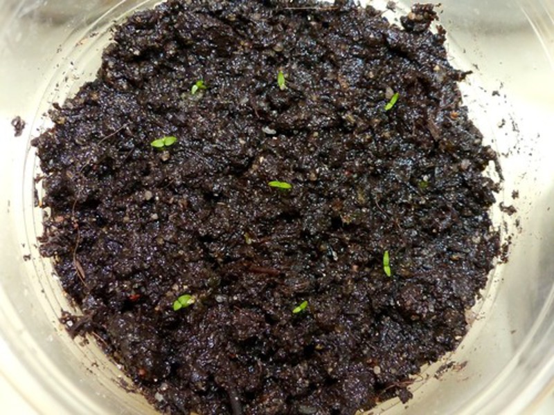 Planting eustoma in the ground. Planting and caring for eustoma