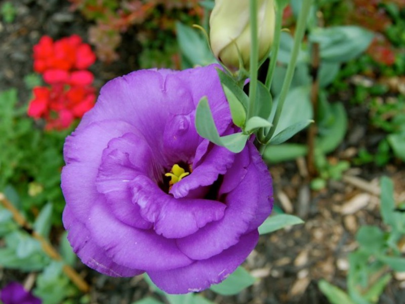 Eustoma flower Eustoma bloom