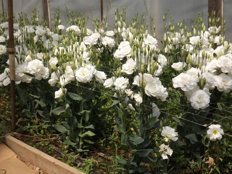How eustoma grows Eustoma plant