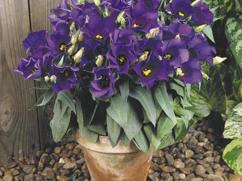 Eustoma at home Eustoma growing methods