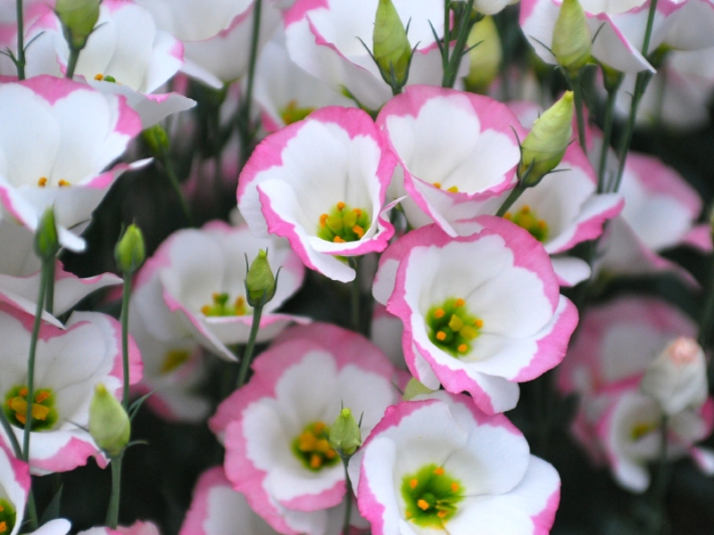Beautiful eustoma flowers Features of growing eustoma