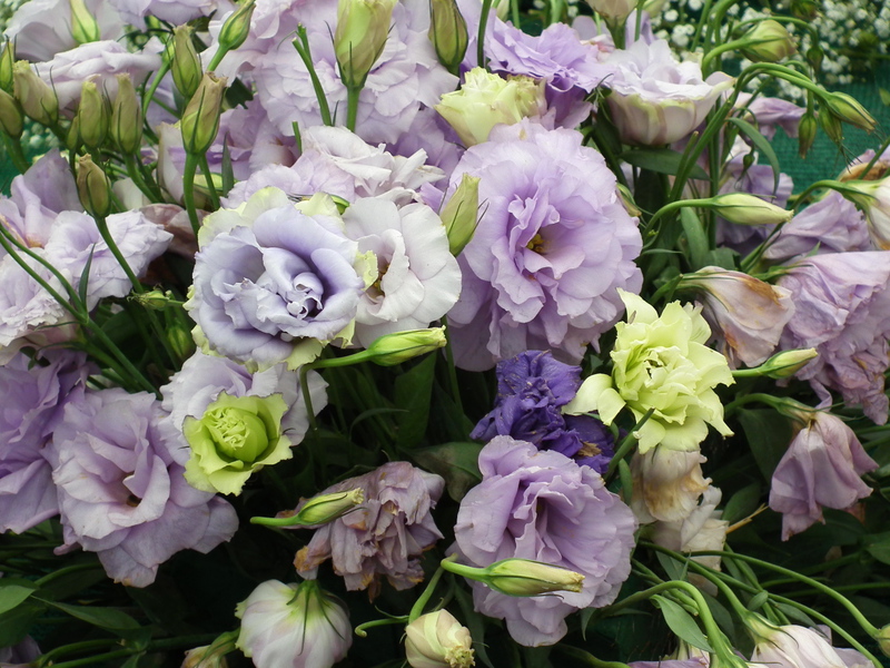 Beautiful bouquet of eustoma How eustoma is grown