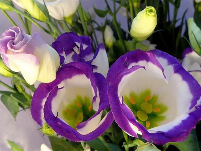 Eustoma bouquet Beautiful eustoma bloom